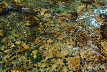 Sea urchins in the water on a rocky shore