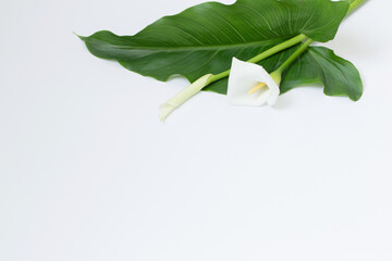 white calla flower on white background