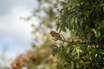 Robin on a branch