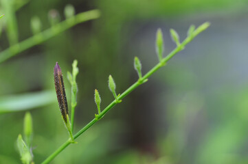 Brown sheath  of andrographis paniculata, commonly known as creat or green chiretta