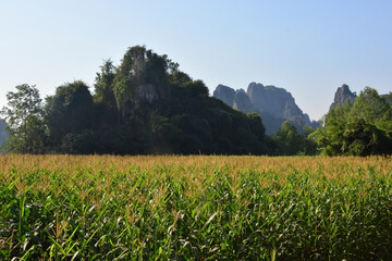 Corn trees farm green field