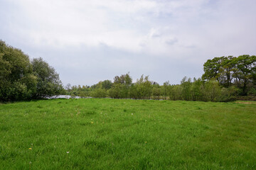 open green parkland in spring. lush grass and trees in peaceful surroundings 