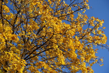 Deep blue sky and branches of maple with autumnal foliage in November