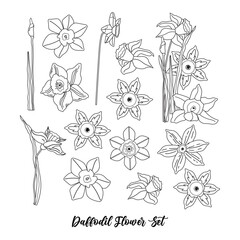 Set of line narcissus vector. Daffodils Black and white flowers and leaves isolated on background. Botanical contour collection illustration - obrazy, fototapety, plakaty