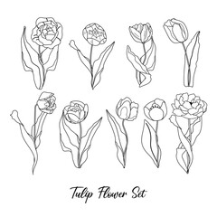 Tulip flowers and leaves set vector. Black outline botanical illustration isolated on white background