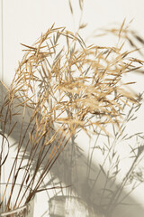 Obraz premium Aesthetic dried beige grass, reeds plant against shaded wall. Minimalist Parisian vibes flower. Sunlight shadows