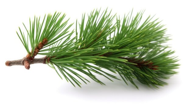 Photo a branch of a pine tree is on a white background, generative AI