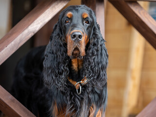 Portrait of an adult Scottish setter - Gordon standing between the railing of the terrace - Powered by Adobe