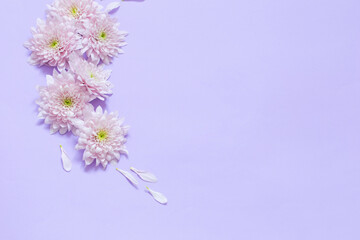 pink chrysanthemums on purple  background