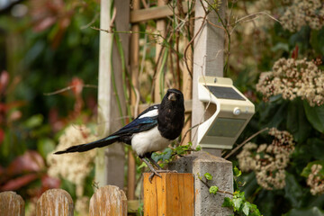 Magpie on the Gate
