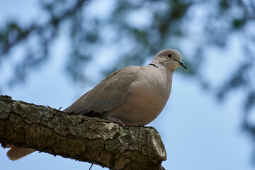 Eurasian collared dove perched on a tree branch in a natural outdoor setting