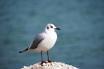 Majestic seagull perched atop a rocky outcrop overlooking the vast ocean