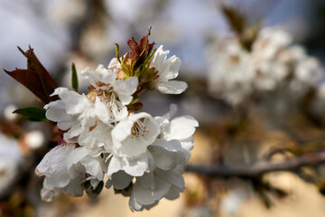 Closeup shot of a blooming plum flower tree branch.