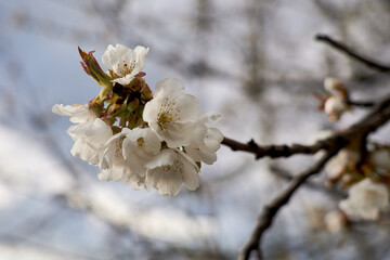 Closeup shot of a blooming plum flower tree branch.