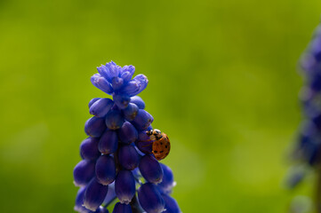 Ladybug on a hyacinth in green nature