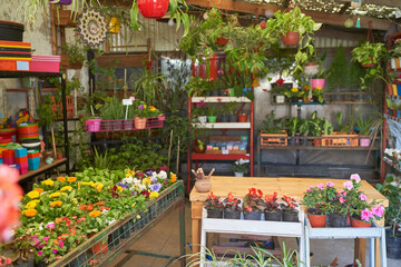 Colorful variety of plants and flowers in flower shop