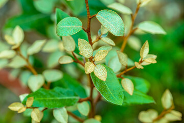 leaves on a branch. hybrid hedge Plant Elaeagnus x ebbingei - Evergreen shrub. Silver leaves,...