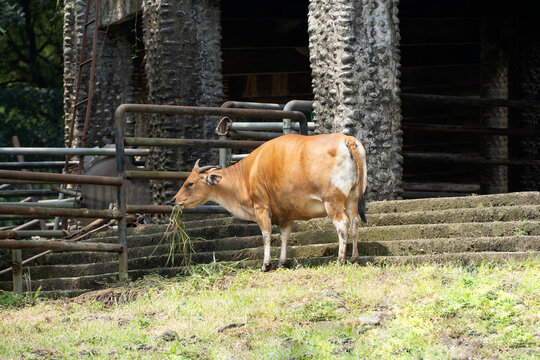 Indonesian buffalo inside the cage