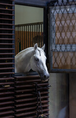 Horse on the courtyard of the Spanish Riding School, Vienna