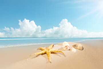 Fototapeta na wymiar Close-up view of shells on the sandy beach