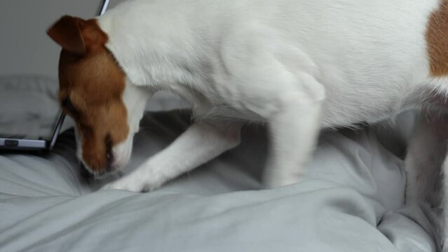 Active dog playing on bed in living room,gnawing and chewing bedsheet. Naughty pet, dog bad behavior