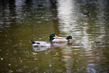 esemplari di anatra domestica mentre nuotano e si puliscono nel laghetto di un parco
