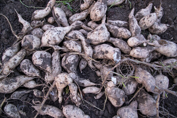 Sweet potato Pattern Texture Background. Agriculture harvest concept