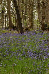 English Bluebells in the Springtime woodlands of England