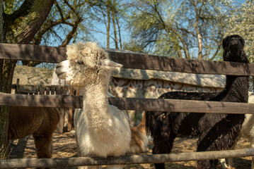 White Alpaca close-up, standing in a wooden paddock.