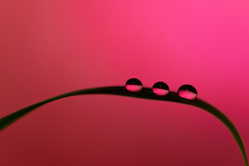 葉っぱの上の水滴