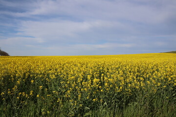 field of yellow rape colza and blue sky