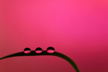 葉っぱの上の水滴