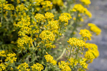 Alyssum montanum flowers. This plant is native to central Europe and produces tiny, yellow, fragrant flowers. This cultivar is the Alyssum montanum “Luna”.