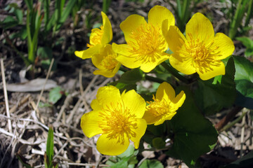 Spring flowering of marsh yellow flowers of terry marsh marigold marsh, other names (mullein, cow lily, common marsh marigolds)