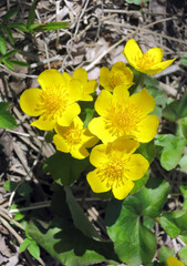 Obraz premium Spring flowering of marsh yellow flowers of terry marsh marigold marsh, other names (mullein, cow lily, common marsh marigolds)