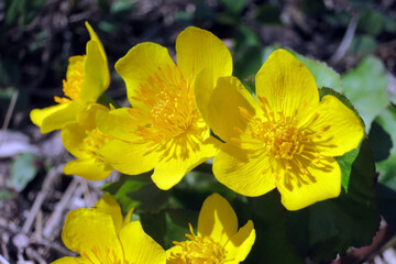 Spring flowering of marsh yellow flowers of terry marsh marigold marsh, other names (mullein, cow lily, common marsh marigolds)