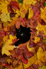 black and white cat looking through hole in colorful autumn leaves foliage. Autumn background with a cat pet - 600702472