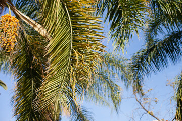 Fototapeta na wymiar Palm tree leaves with yellow jelly fruits