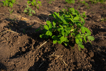 Peanut plant  growing on the soil vegetables garden organic food