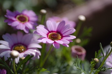 Obraz premium 小花