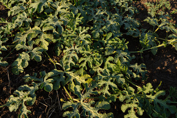 Melon plant  growing on the soil vegetables garden farm