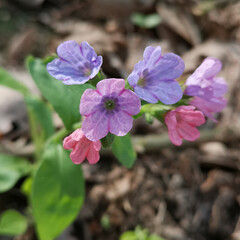 Delicate purple and pink flowers lungwort Spring flowers