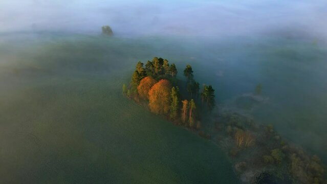Aerial view. Island of trees rising above the fog in the morning sun