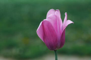 pink tulip flower