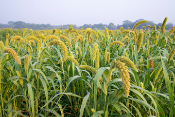 Raw Ripe millet crops in the field