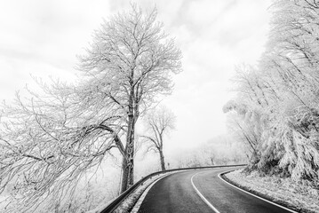 Trees by the road in Krusne hory in Czech republic in winter. Black and white edit.