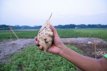 Obraz premium Sweet potato on farmer's hand in the field. Agriculture harvest concept