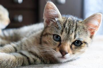 Young teenage kitten looking at camera. life style