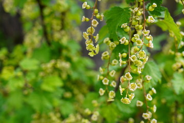 water drops on green leaves