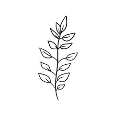 Abstract realistic branch with leaves in black isolated on white background. Hand drawn vector sketch illustration in doodle engraved vintage outline line art. Plant yanang thai siamese rosewood.